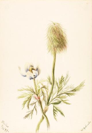 Pulsatilla occidentalis