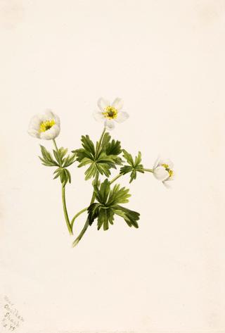 White Globeflower (Trollius albiflorus)
