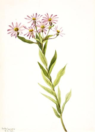 Aster Engelmann
