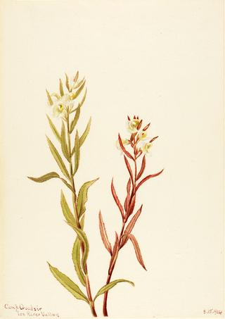 Pedicularis raremosa