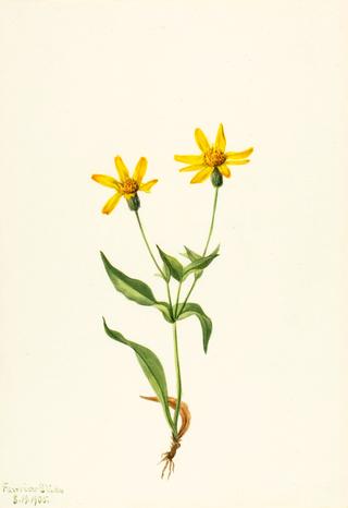Arnica alpina