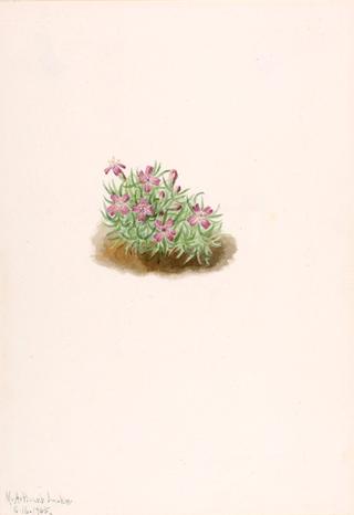 Carpet Pink (Silene acaulis)