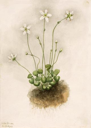 Fringed Parnassia (Parnassia fimbriata)