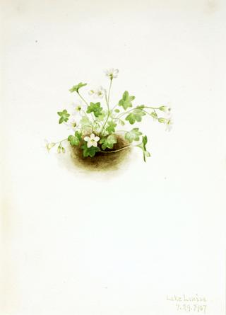 Mistmaiden (Romanzoffia sitchensis)
