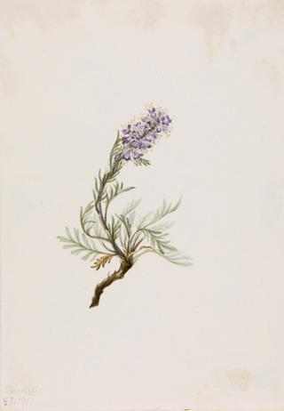 Gray Phacelia (Phacelia sericea)