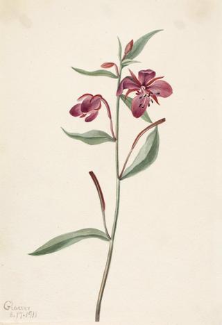 Red Willowweed (Epilobium latifolium)