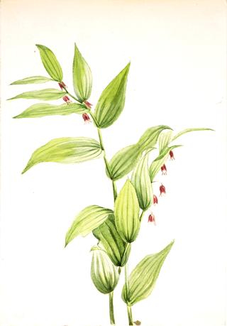 Pink Twisted Stalk (Streptopus curvipes)
