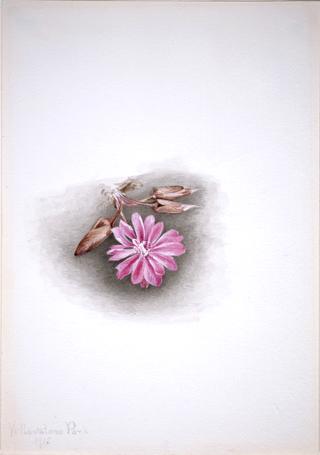 Bitterroot (Lewisia redivivia)