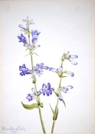 Blue Beard-Tongue (Pentstemon)