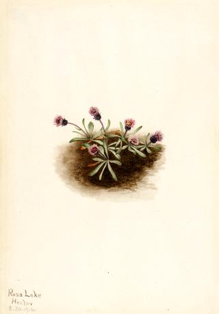 Alpine Fleabane (Erigeron unalaschcensis)