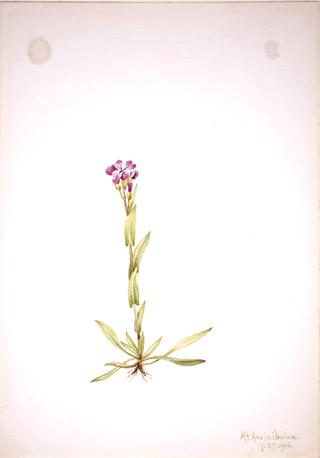 Arabis lyallii