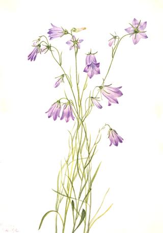 Harebell (Campanula rotundifolia)