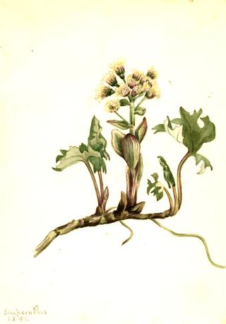 Northern Butterbur (Petasites hyperboreus)