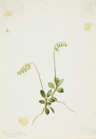 Sidebells Pyrola (Pyrola secunda)