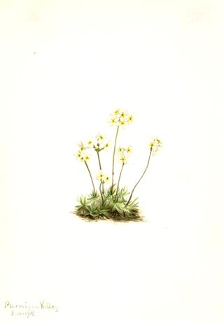 Sweet Androsace (Androsace carinata)