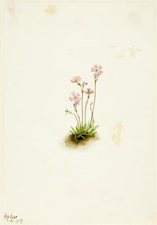 Alberta Primrose (Primula maccalliana)