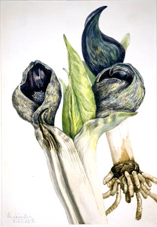 Skunk Cabbage (Spathyema foetida)