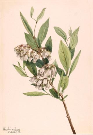 Stagger-Bush (Pieris mariana)