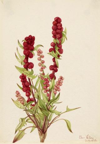 Strawberry-Blite (Chenopodium capitatum)
