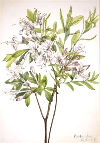 Swamp Azalea (Azalea viscosa)