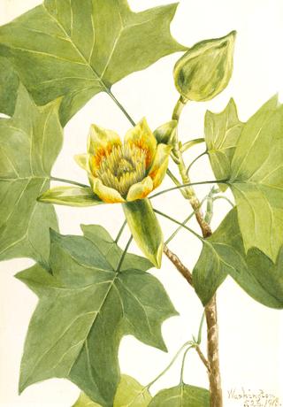 Tuliptree (Liriodendron tulipifera)