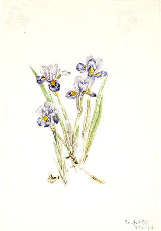 Vernal Iris (Iris verna)