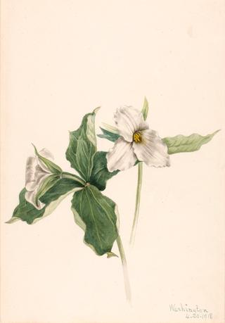 Wake-Robin (Trillium grandiflorum)