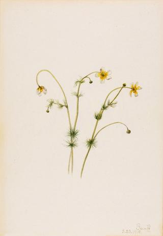 Water Crowfoot (Batrachium trichophyllum)