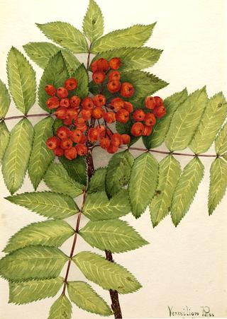 Western Mountain Ash (Sorbus sambucifolia)