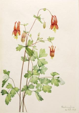 American Columbine (Aquilegia canadensis)