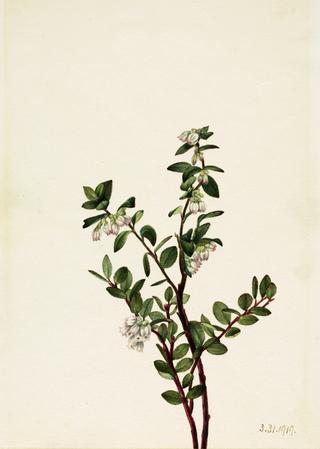 Box Huckleberry (Gaylussacia brachycera)