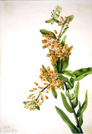 Butterfly Weed (Ascelpias tuberosa)