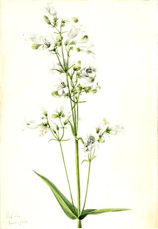Foxglove Pentstemon (Pentstemon digitalis)