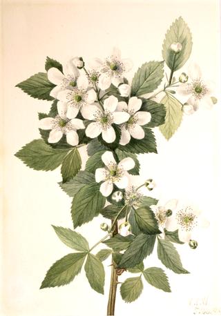 Highbush Blackberry (Rubus argutus)