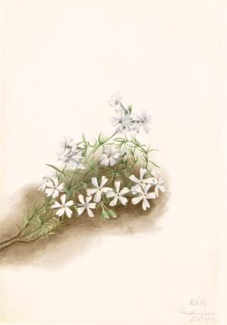 Moss Pink (Phlox subulate)