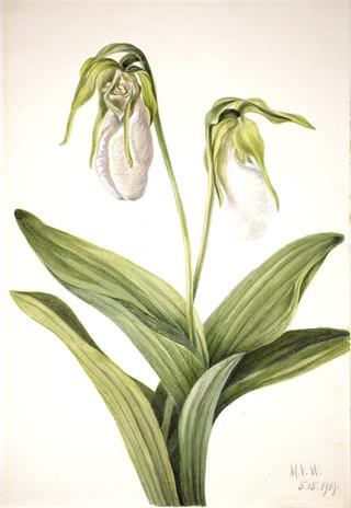 Pale Lady's Slipper (Cypridedium acaule)