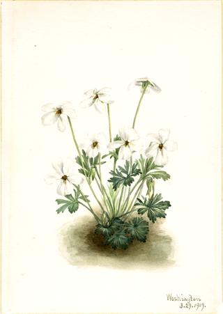 Pansy Violet (Viola pedata)
