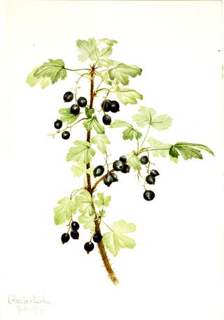 Prickly Currant (Ribes lacustre)