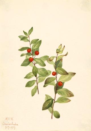 Red Comandra (Comandra livida)