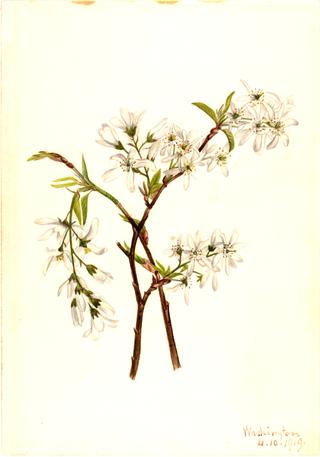 Shadbush (Amelianchier oblongifolia)