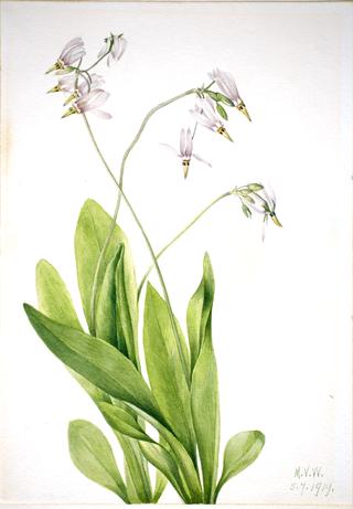 Shooting Star (Dodecatheon meadia)