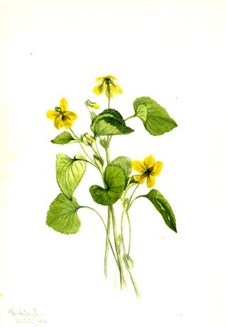Smooth Yellow Violet (Viola eriocarpa)