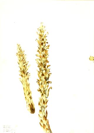 Squawroot (Conopholis americana)