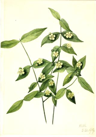 Strawberry Bush (Euonymus americanus)