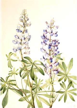 Sun Dial Lupine (Lupinus perennis)