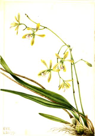 Tampa Epidendrum (Epidendrum tampense)