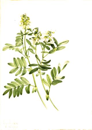 Plant Study