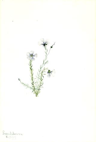 Wild Flax (Linum lewisii)