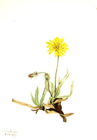 Woolly Agoseris (Agoseris villosa)