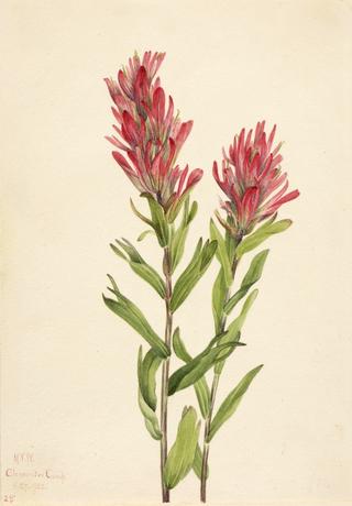 Alberta Paintbrush (Catilleja miniata)
